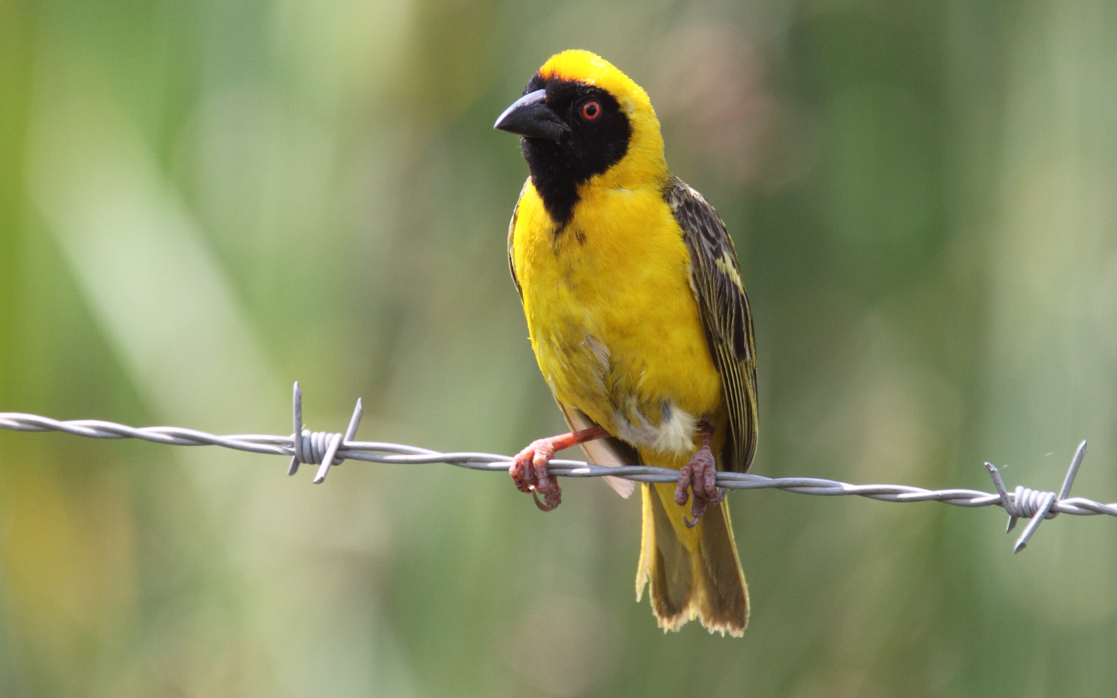 image Southern Masked-Weaver